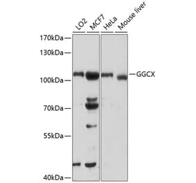 Western Blot - Anti-GGCX Antibody (A13670) - Antibodies.com