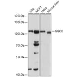 Western Blot - Anti-GGCX Antibody (A13670) - Antibodies.com