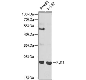 Western Blot - Anti-Tissue kallikrein Antibody (A13671) - Antibodies.com