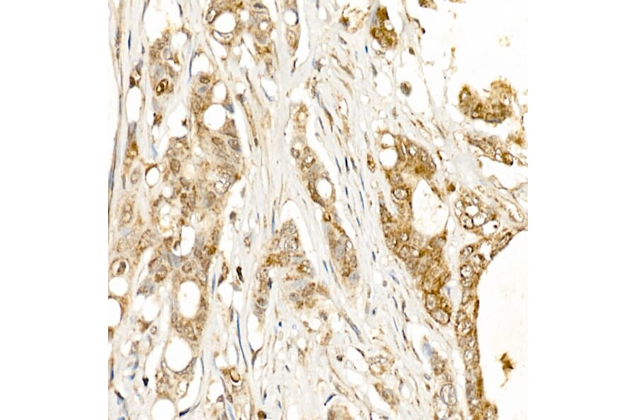 Immunohistochemistry - Anti-Tissue kallikrein Antibody (A13671) - Antibodies.com