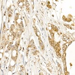 Immunohistochemistry - Anti-Tissue kallikrein Antibody (A13671) - Antibodies.com