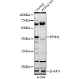 Western Blot - Anti-TCPTP Antibody (A13672) - Antibodies.com