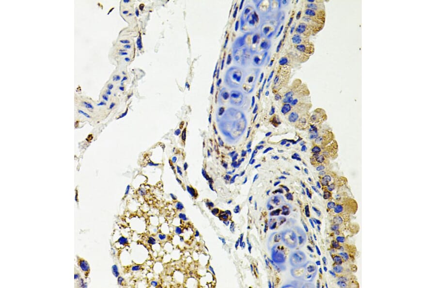 Immunohistochemistry - Anti-Syndecan 2/HSPG Antibody (A13673) - Antibodies.com