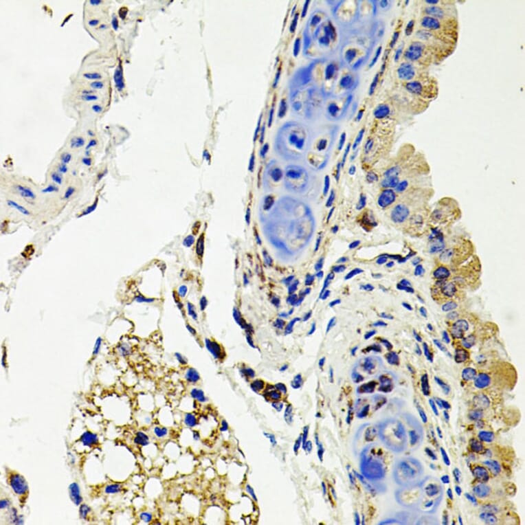 Immunohistochemistry - Anti-Syndecan 2/HSPG Antibody (A13673) - Antibodies.com