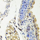 Immunohistochemistry - Anti-Syndecan 2/HSPG Antibody (A13673) - Antibodies.com