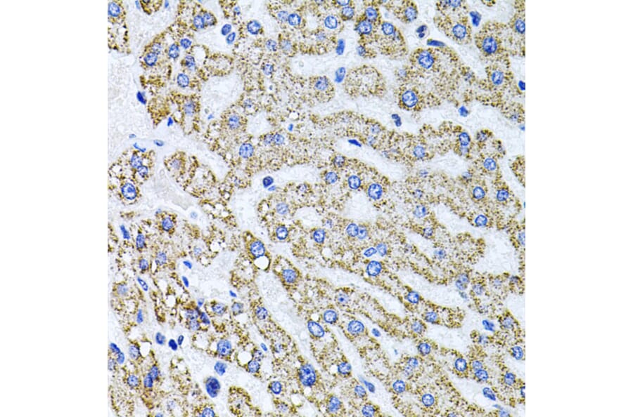 Immunohistochemistry - Anti-Syndecan 2/HSPG Antibody (A13673) - Antibodies.com