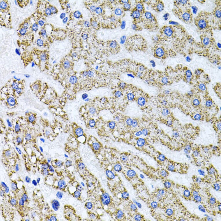 Immunohistochemistry - Anti-Syndecan 2/HSPG Antibody (A13673) - Antibodies.com