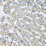 Immunohistochemistry - Anti-Syndecan 2/HSPG Antibody (A13673) - Antibodies.com