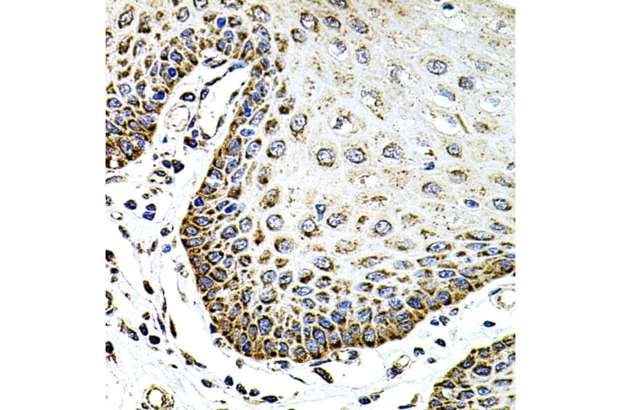 Immunohistochemistry - Anti-Syndecan 2/HSPG Antibody (A13673) - Antibodies.com