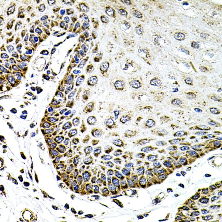 Immunohistochemistry - Anti-Syndecan 2/HSPG Antibody (A13673) - Antibodies.com