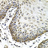 Immunohistochemistry - Anti-Syndecan 2/HSPG Antibody (A13673) - Antibodies.com