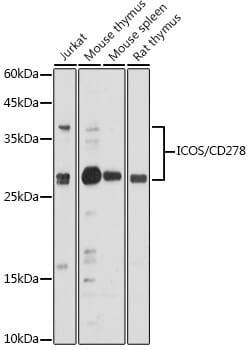 Anti-ICOS Antibody