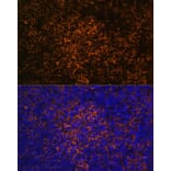 Immunofluorescence - Anti-ICOS Antibody (A13674) - Antibodies.com