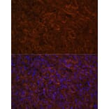 Immunofluorescence - Anti-ICOS Antibody (A13674) - Antibodies.com