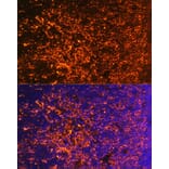Immunofluorescence - Anti-ICOS Antibody (A13674) - Antibodies.com