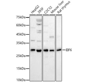 Western Blot - Anti-eIF-6 Antibody (A13678) - Antibodies.com