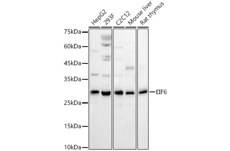 Western Blot - Anti-eIF-6 Antibody (A13678) - Antibodies.com