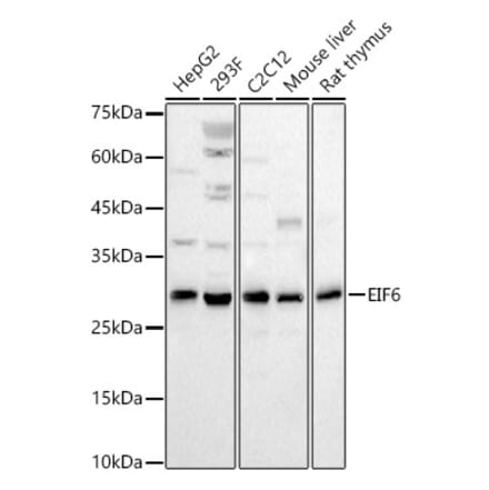 Western Blot - Anti-eIF-6 Antibody (A13678) - Antibodies.com