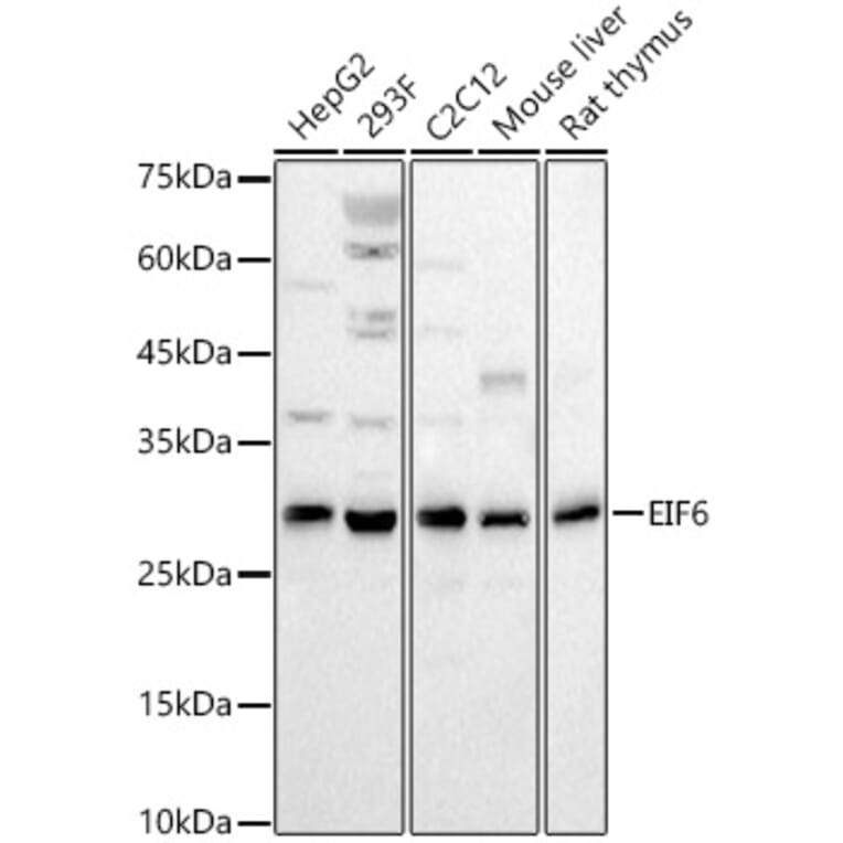 Western Blot - Anti-eIF-6 Antibody (A13678) - Antibodies.com