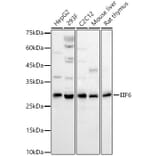 Western Blot - Anti-eIF-6 Antibody (A13678) - Antibodies.com