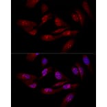 Immunofluorescence - Anti-eIF-6 Antibody (A13678) - Antibodies.com