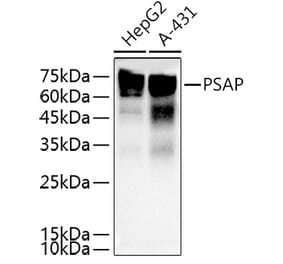 Western Blot - Anti-PSAP Antibody (A13679) - Antibodies.com