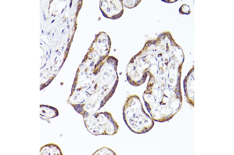 Immunohistochemistry - Anti-PSAP Antibody (A13679) - Antibodies.com