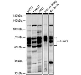 Western Blot - Anti-Keap1 Antibody (A13680) - Antibodies.com