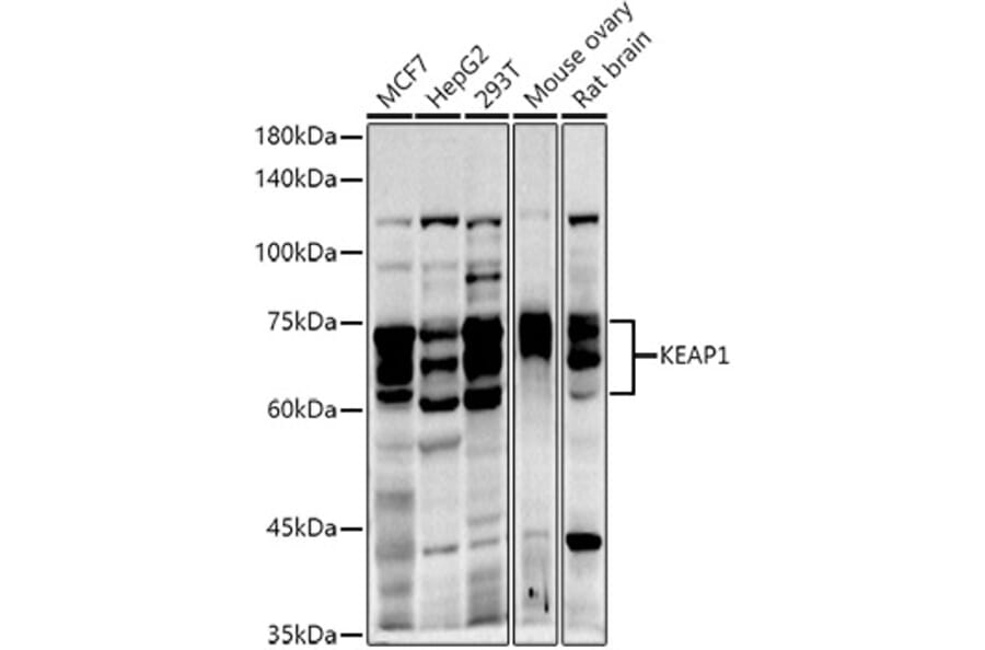 Western Blot - Anti-Keap1 Antibody (A13680) - Antibodies.com