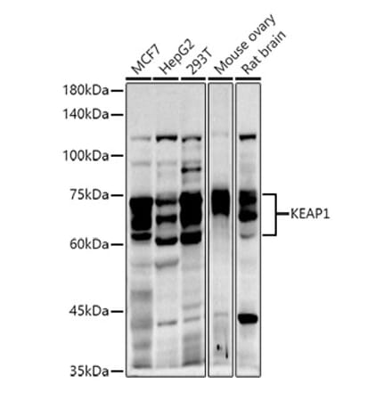 Western Blot - Anti-Keap1 Antibody (A13680) - Antibodies.com