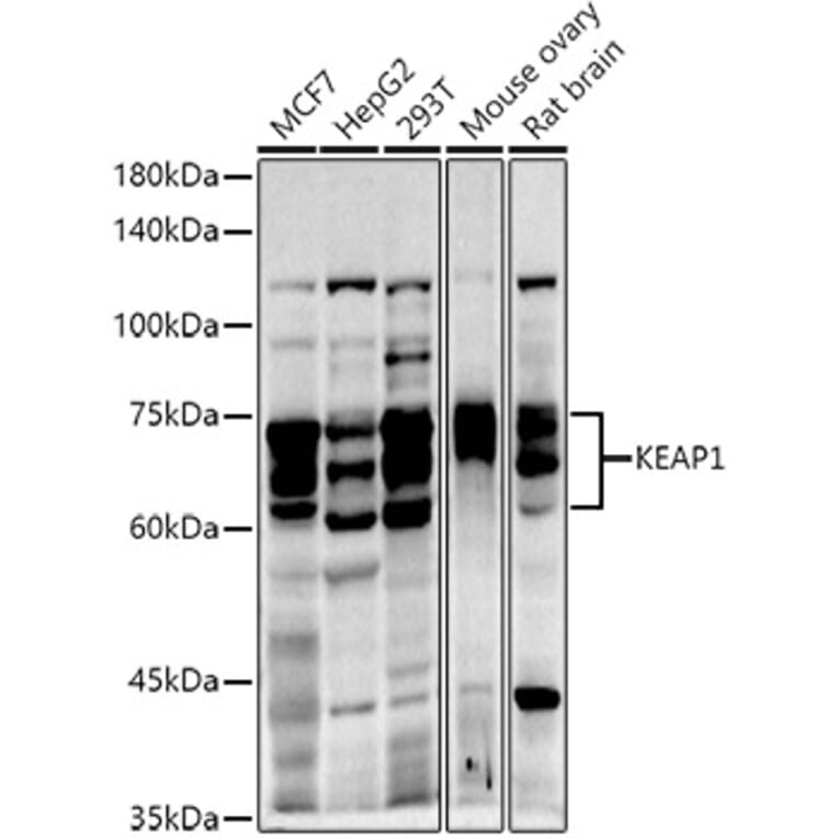 Western Blot - Anti-Keap1 Antibody (A13680) - Antibodies.com