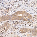 Immunohistochemistry - Anti-Keap1 Antibody (A13680) - Antibodies.com
