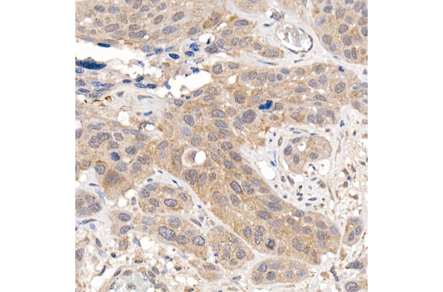 Immunohistochemistry - Anti-Keap1 Antibody (A13680) - Antibodies.com