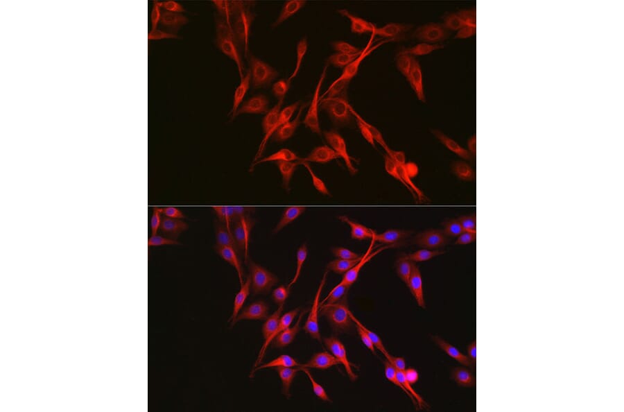 Immunofluorescence - Anti-Keap1 Antibody (A13680) - Antibodies.com