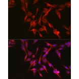 Immunofluorescence - Anti-Keap1 Antibody (A13680) - Antibodies.com