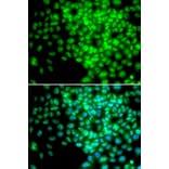 Immunofluorescence - Anti-POLR2F Antibody (A1824) - Antibodies.com