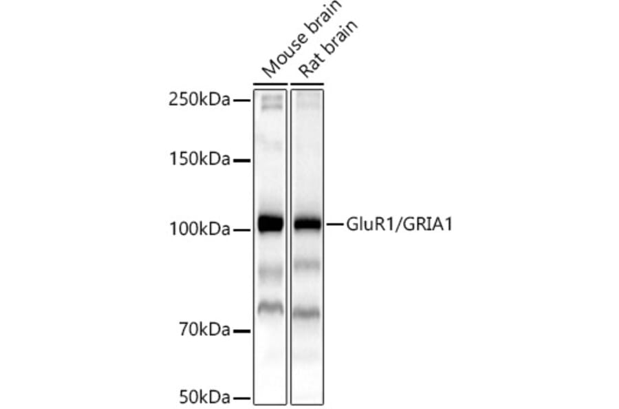 Western Blot - Anti-Glutamate Receptor 1 (AMPA subtype) Antibody (A13683) - Antibodies.com