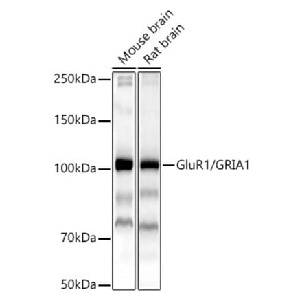 Western Blot - Anti-Glutamate Receptor 1 (AMPA subtype) Antibody (A13683) - Antibodies.com