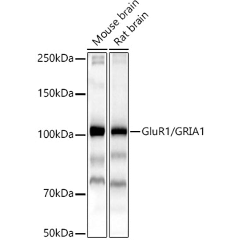 Western Blot - Anti-Glutamate Receptor 1 (AMPA subtype) Antibody (A13683) - Antibodies.com
