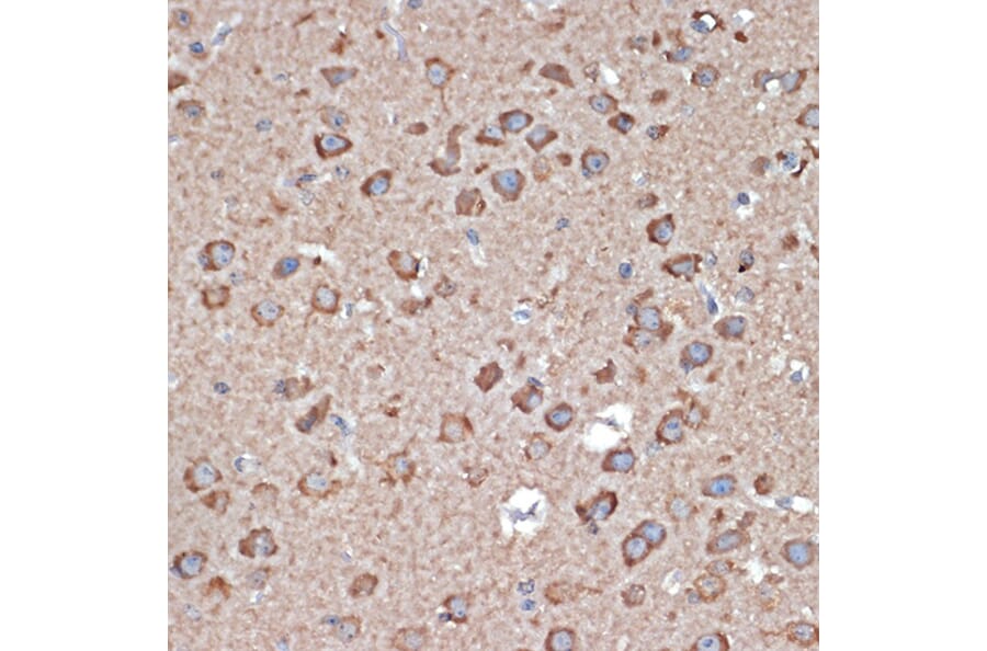 Immunohistochemistry - Anti-Glutamate Receptor 1 (AMPA subtype) Antibody (A13683) - Antibodies.com