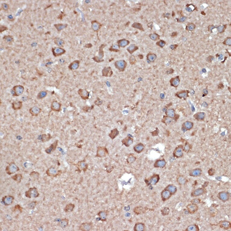 Immunohistochemistry - Anti-Glutamate Receptor 1 (AMPA subtype) Antibody (A13683) - Antibodies.com