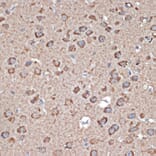 Immunohistochemistry - Anti-Glutamate Receptor 1 (AMPA subtype) Antibody (A13683) - Antibodies.com