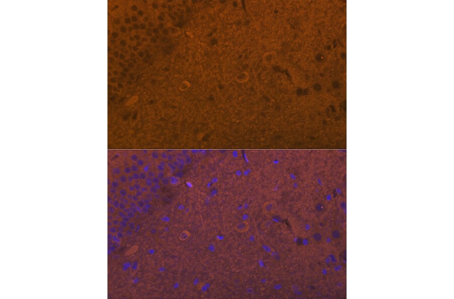 Immunofluorescence - Anti-Glutamate Receptor 1 (AMPA subtype) Antibody (A13683) - Antibodies.com