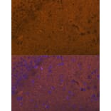 Immunofluorescence - Anti-Glutamate Receptor 1 (AMPA subtype) Antibody (A13683) - Antibodies.com