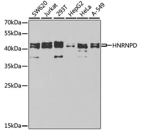 Western Blot - Anti-hnRNP D/AUF1 Antibody (A13684) - Antibodies.com