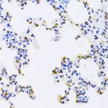 Immunohistochemistry - Anti-hnRNP D/AUF1 Antibody (A13684) - Antibodies.com
