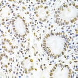 Immunohistochemistry - Anti-hnRNP D/AUF1 Antibody (A13684) - Antibodies.com