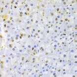 Immunohistochemistry - Anti-hnRNP D/AUF1 Antibody (A13684) - Antibodies.com
