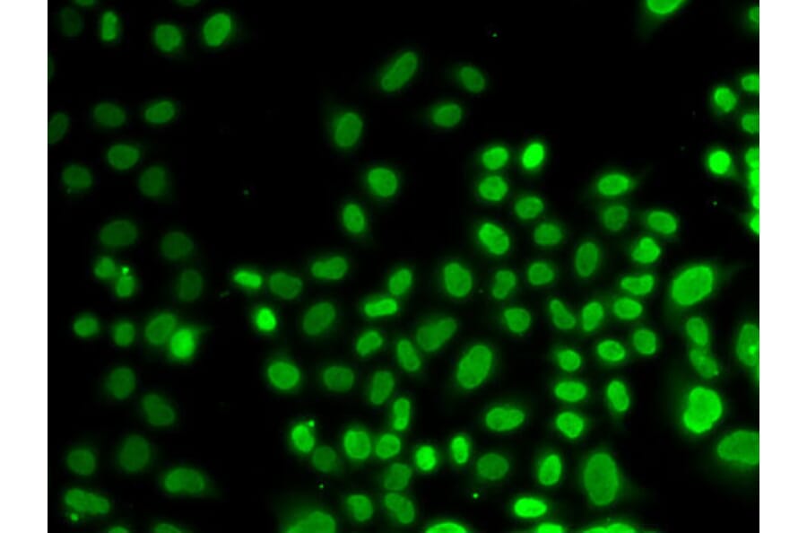 Immunofluorescence - Anti-hnRNP D/AUF1 Antibody (A13684) - Antibodies.com