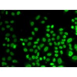 Immunofluorescence - Anti-hnRNP D/AUF1 Antibody (A13684) - Antibodies.com